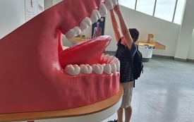 Chłopciec stojącey przy dużym modelu ludzkiej jamy ustnej. W tle można inne interaktywne eksponaty związane z anatomią człowieka