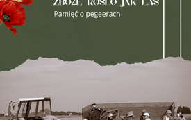 Zboże rosło jak las