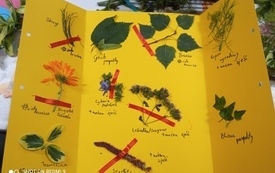 Rośliny wraz z podpisami umieszczone na ż&oacute;łtym kartonie.