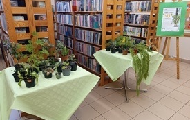 Dwa stoliki z doniczkami z roślinami zielonymi.